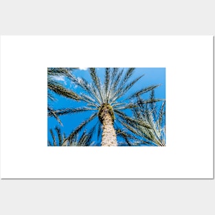 Palm tree looking up Posters and Art